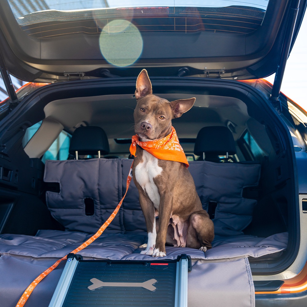 Los 5 SUVs del 2026 ideales para familias con mascotas
